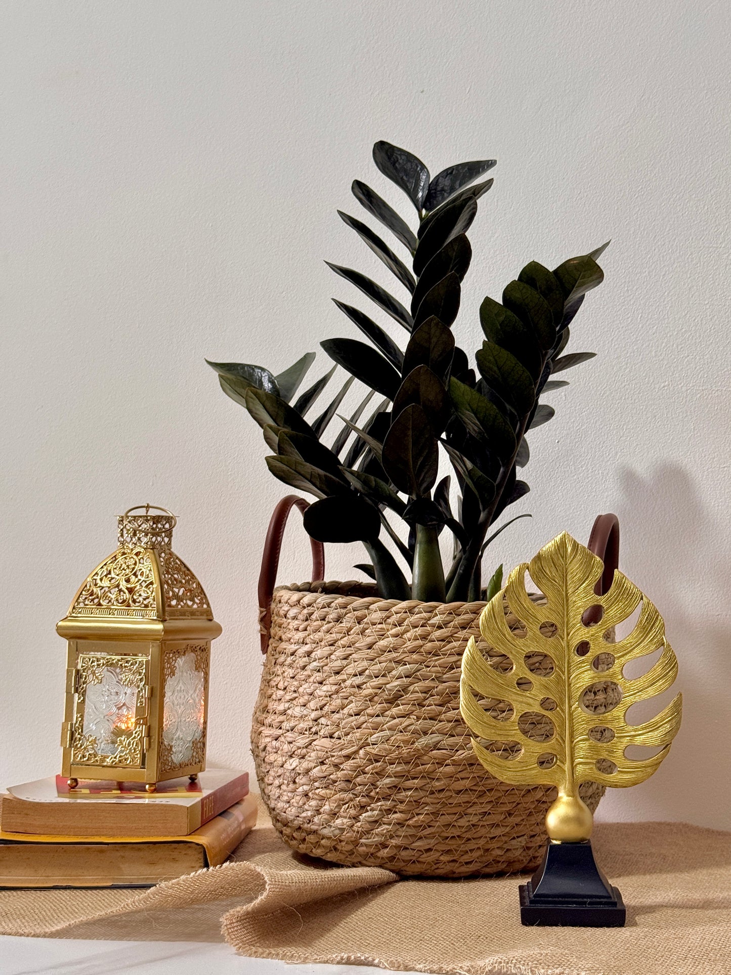 ZZ Black Raven (Zamioculcas zamiifolia 'Raven')