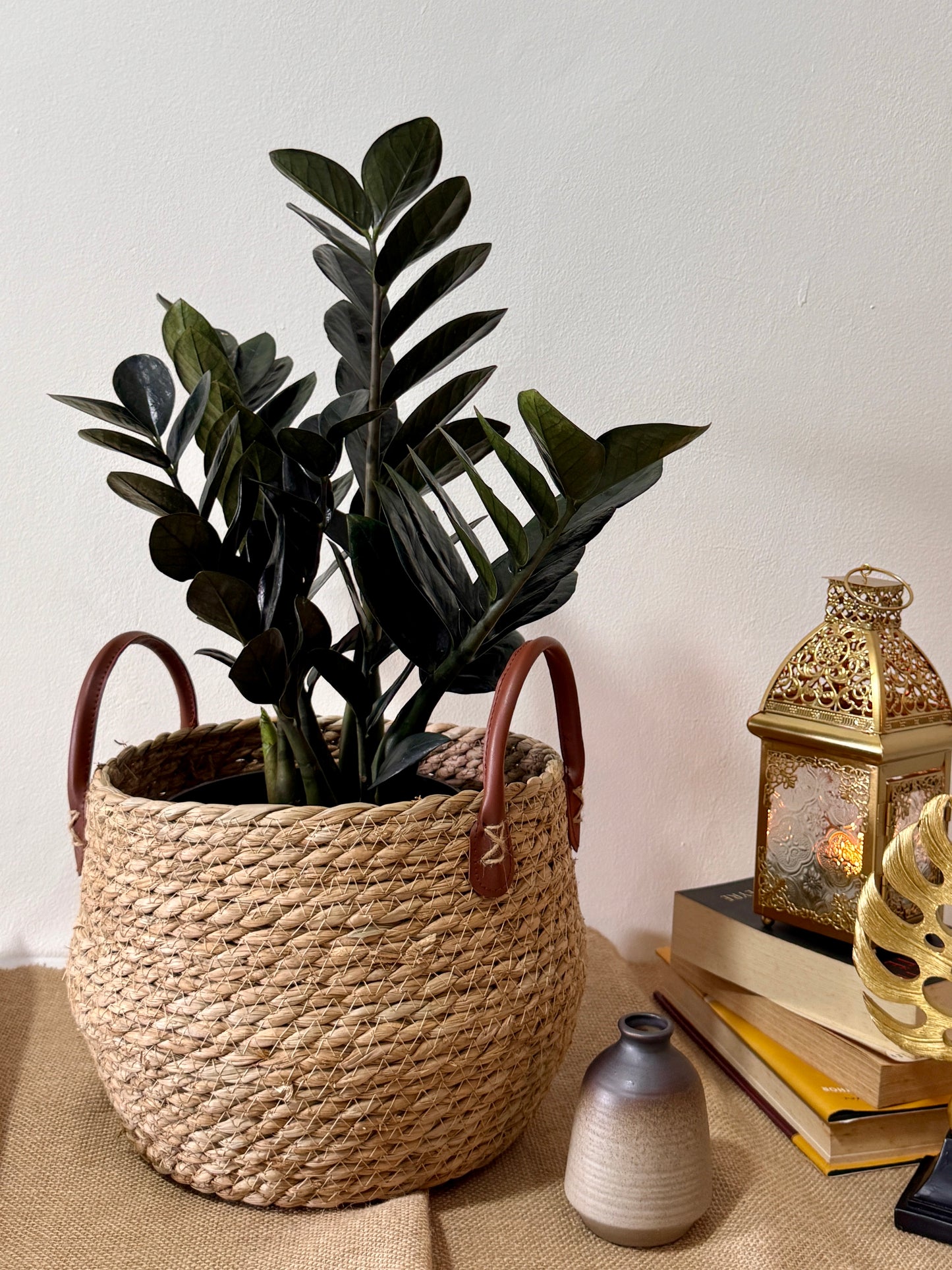 ZZ Black Raven (Zamioculcas zamiifolia 'Raven')