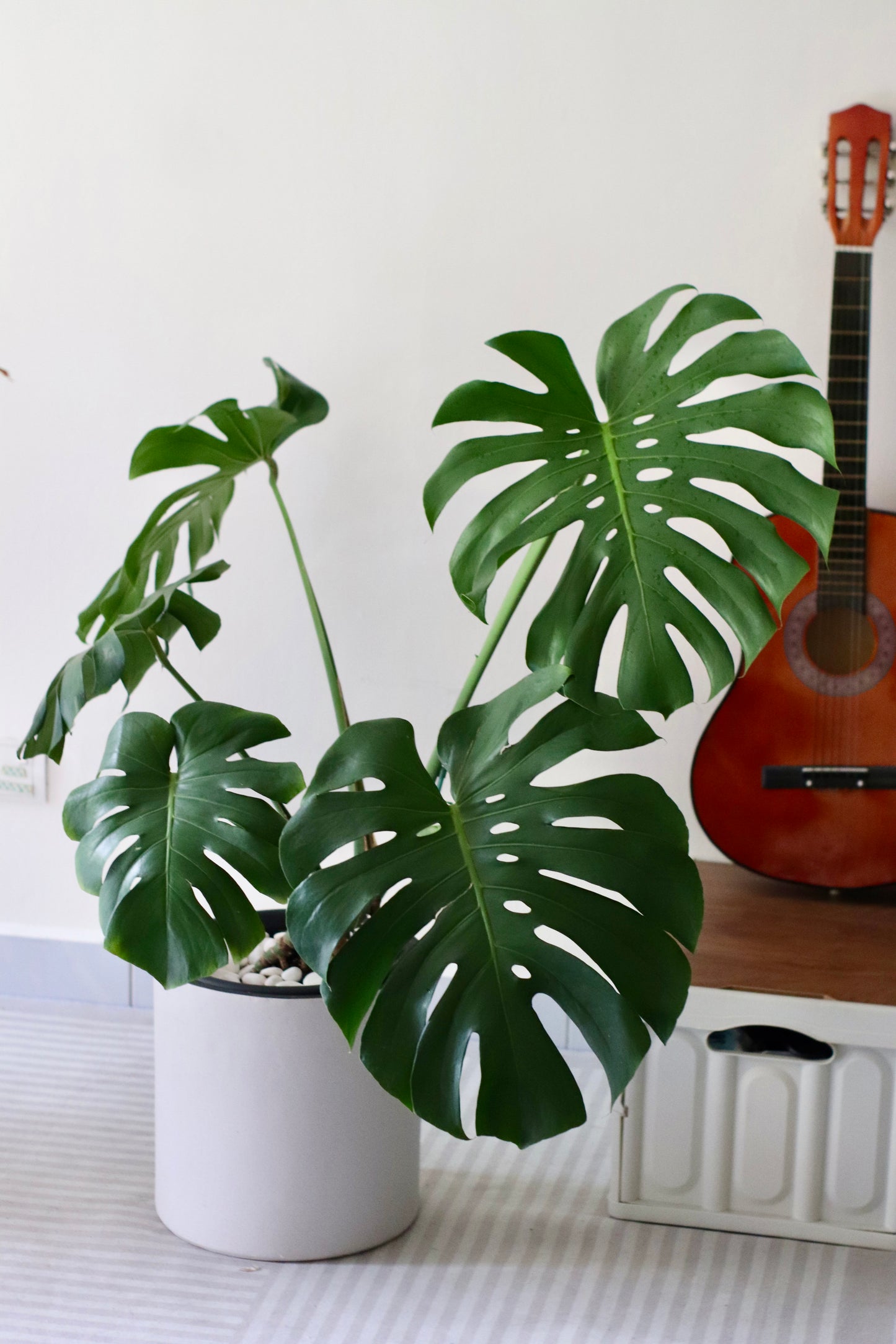 Monstera Deliciosa (XL Size)