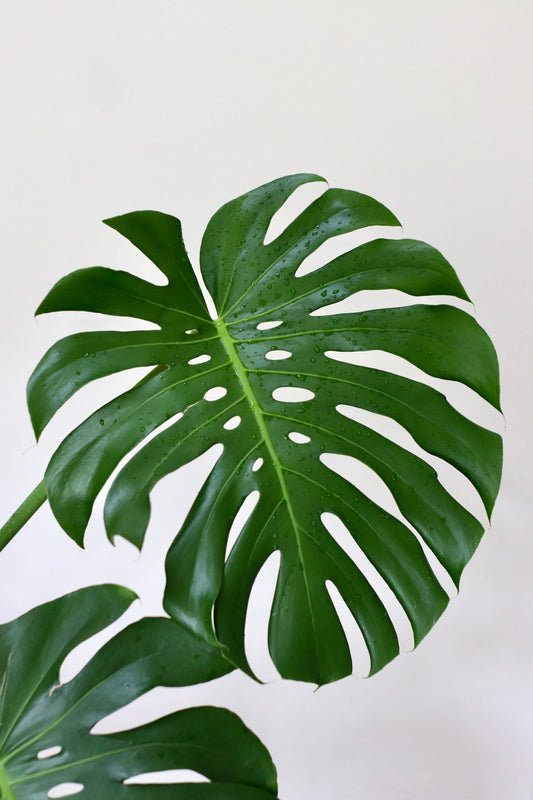 Monstera Deliciosa (XL Size)