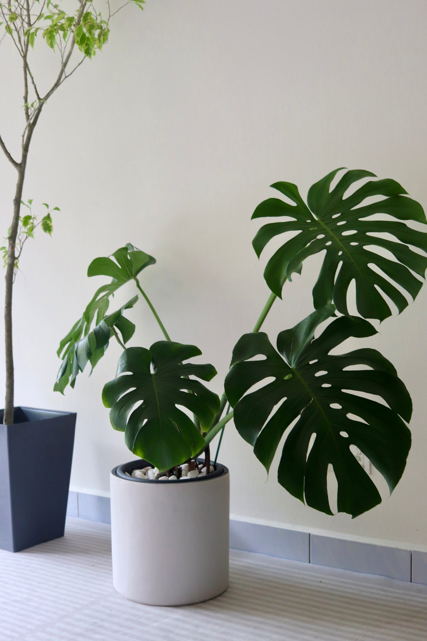 Monstera Deliciosa (XL Size)