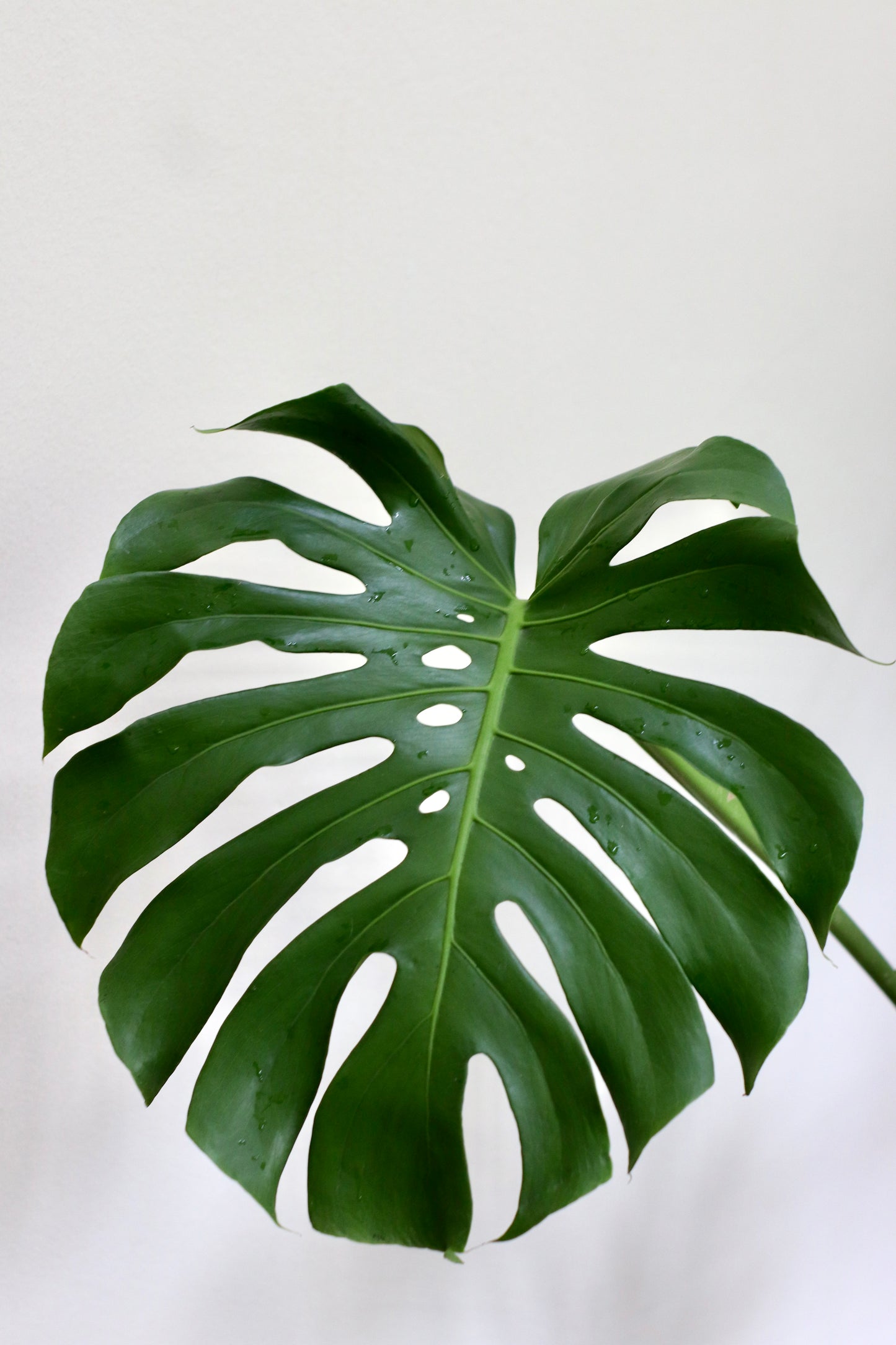Monstera Deliciosa (XL Size)