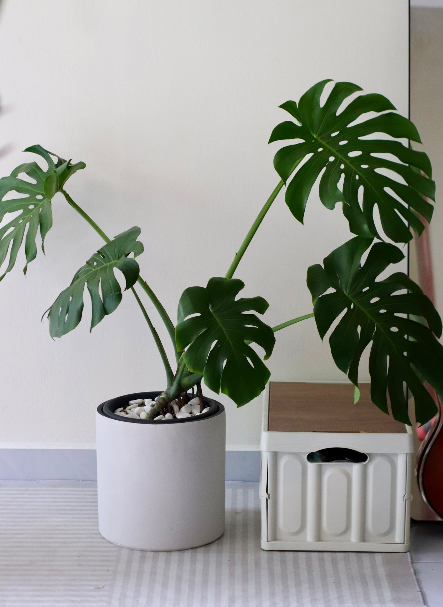 Monstera Deliciosa (XL Size)
