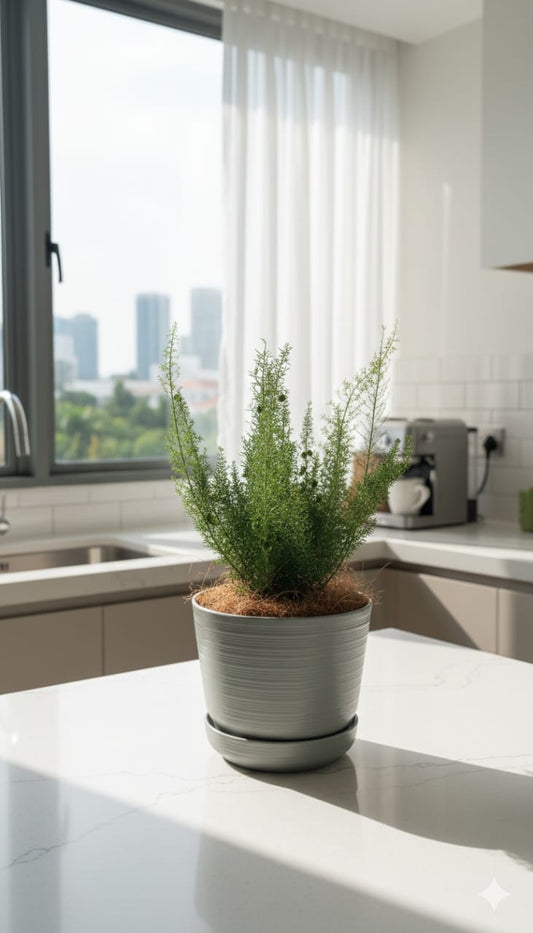 Curated Norfolk Pine in Olive Green Premium Plastic pot with tray on a kitchen counter with a cityscape view through the window.