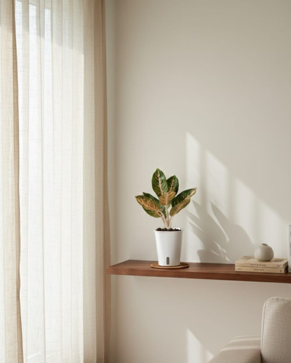 Potted self-watering with LECA Aglaonema golden dragon rare on a wooden shelf with a white wall and curtain in the background