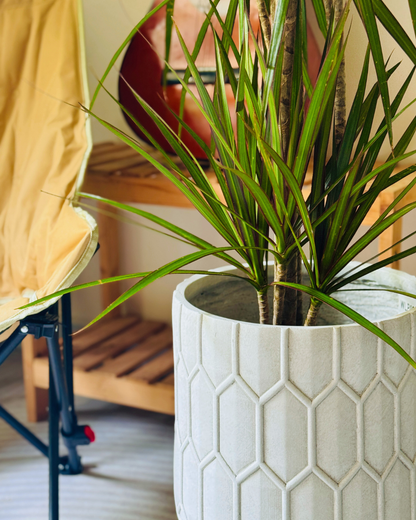 Close-up of a potted Dracaena marginata with long narrow green leaves in a textured geometric pot on a wooden shelf, a guitar leaning nearby and a beige chair partially visible, lit by soft natural light.