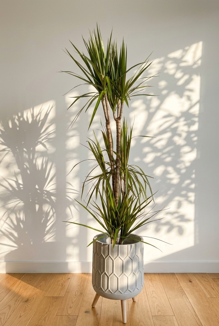 Tall Dracaena marginata in a textured geometric fiberglass pot in a hardwood floor against white wall