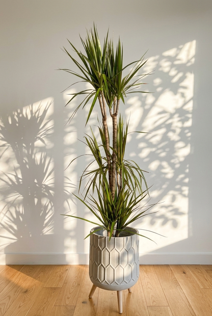 Tall Dracaena marginata in a textured geometric fiberglass pot in a hardwood floor against white wall