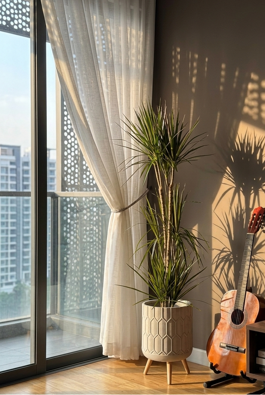Tall Dracaena marginata with long narrow green leaves planted in a cement‑colored textured fiberglass geometric planter; the plant sits in a sunlit corner next to an acoustic guitar and sheer curtains, warm light casting distinct shadows on the floor and wall.