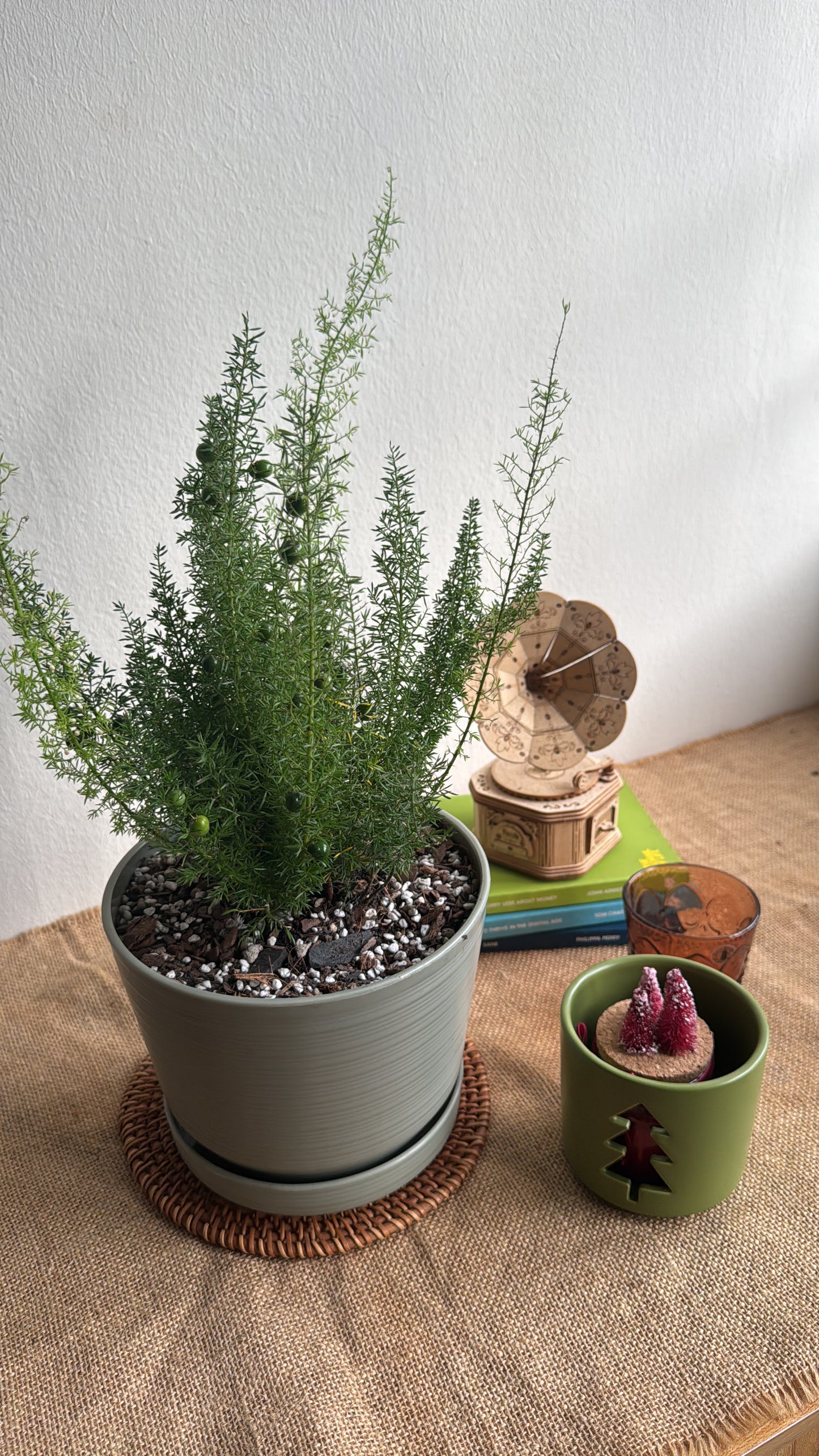 Asparagus Densiflorus (Norfolk Pine Fern) in Olive Green Pot with Tray