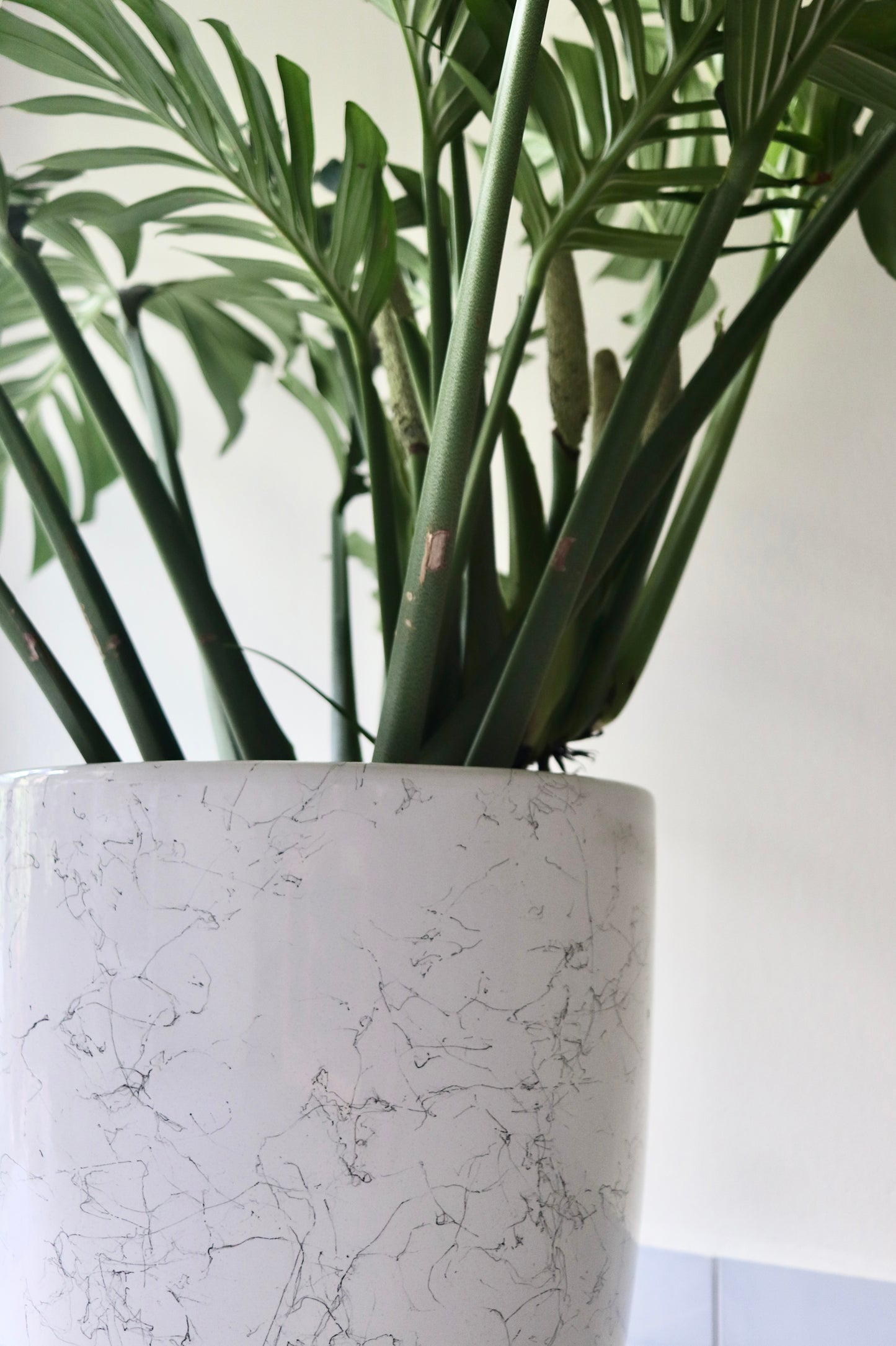 Close up of a curated Monstera Pinnatipartita plant with a white marble-textured pot on a light background