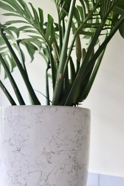 Close up of a curated Monstera Pinnatipartita plant with a white marble-textured pot on a light background