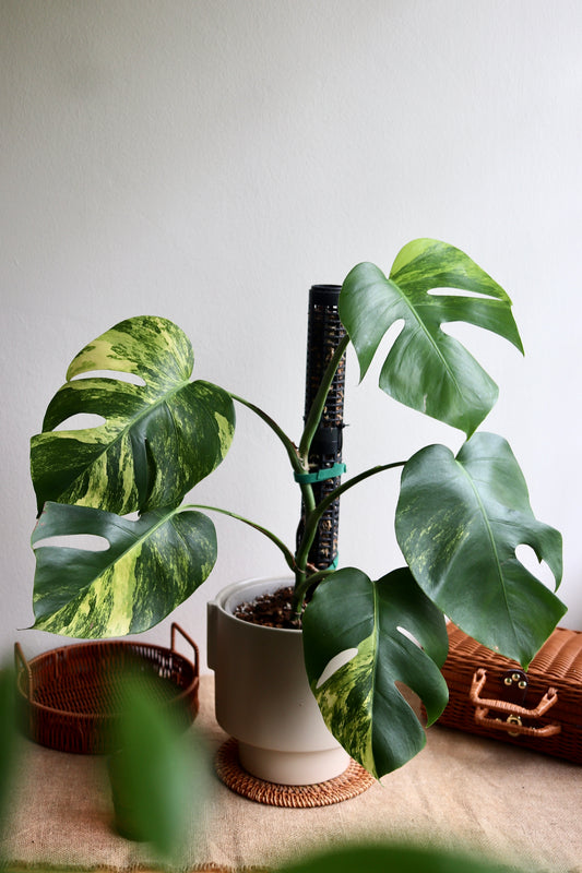 Monstera Aurea Marmorata in Modern Light Brown Matte Ceramic Pot