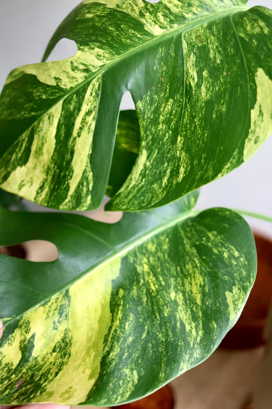 Monstera Aurea Marmorata in Modern Light Brown Matte Ceramic Pot