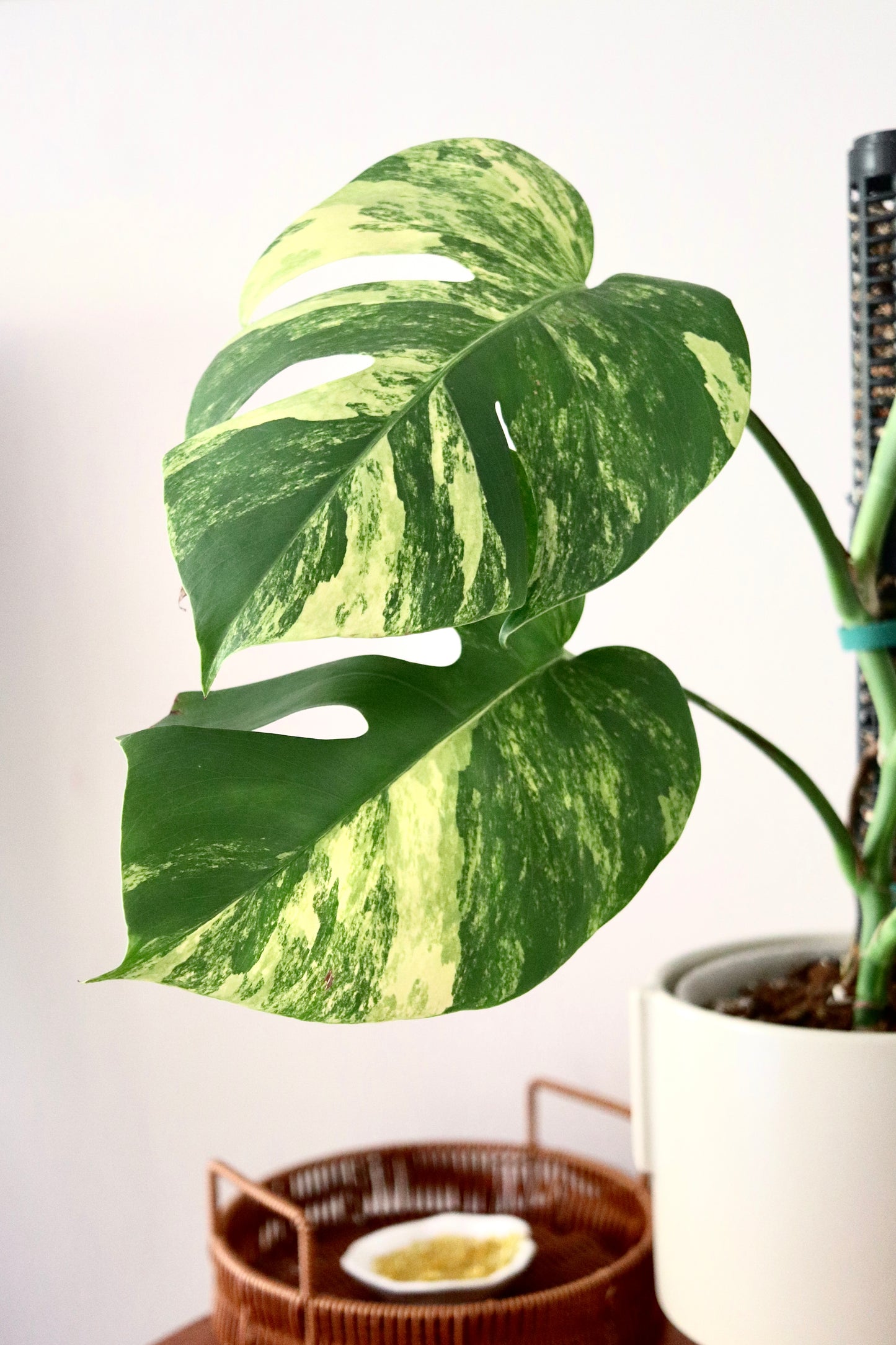 Monstera Aurea Marmorata in Modern Light Brown Matte Ceramic Pot