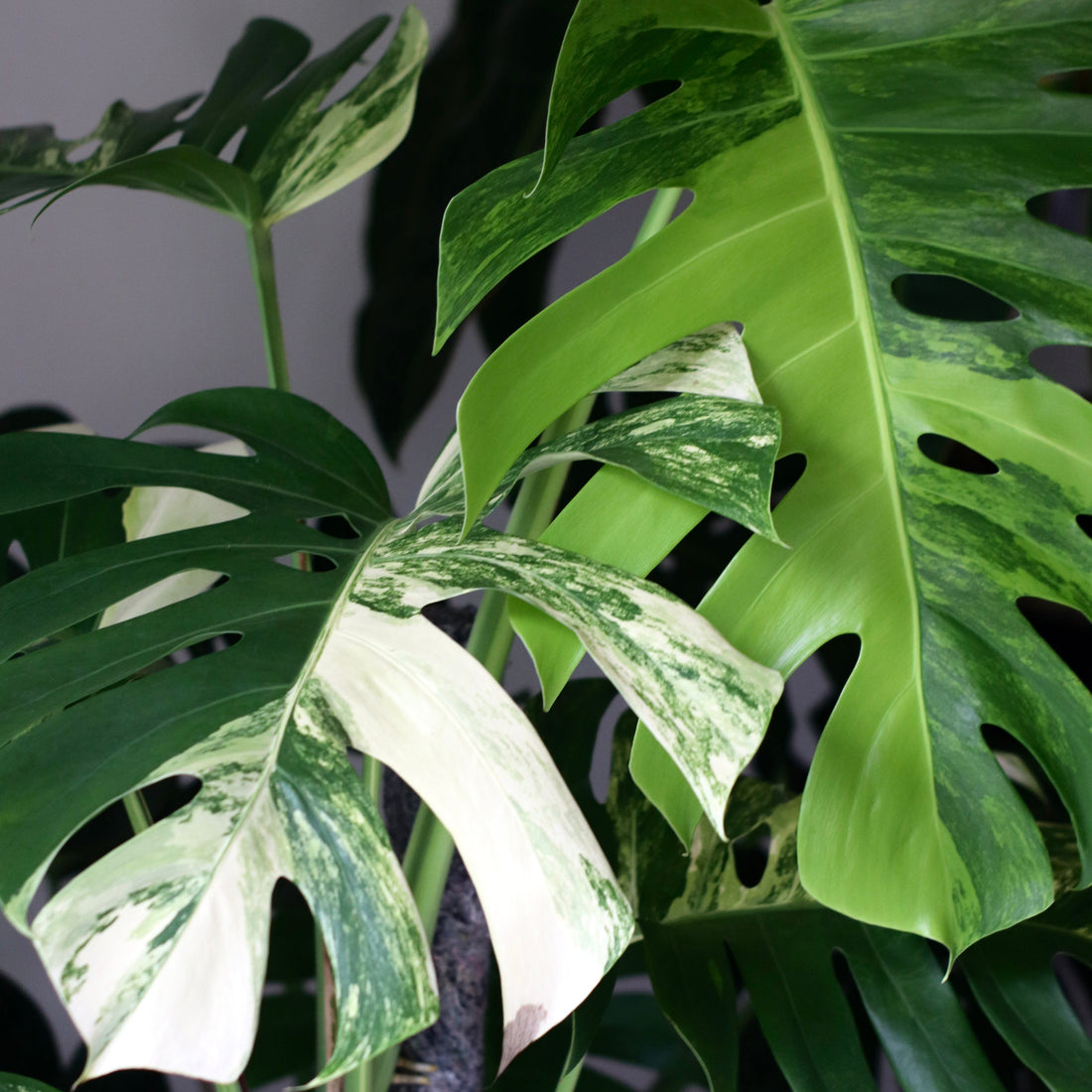 Close-up of a Monstera Aurea Tricolor plant with large creamy marbled green variegated leaves