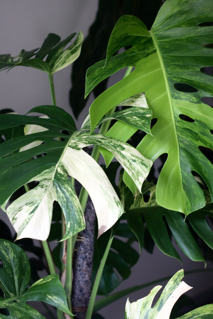 Mature Monstera Aurea Tricolor in Modern Marble-Inspired Tapered Cylindrical Ceramic Planter
