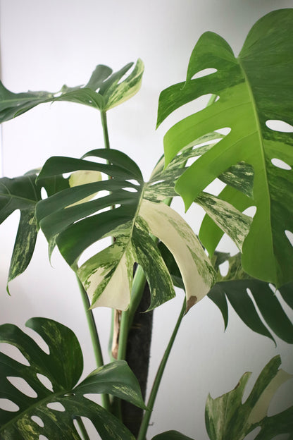 Mature Monstera Aurea Tricolor in Modern Marble-Inspired Tapered Cylindrical Ceramic Planter