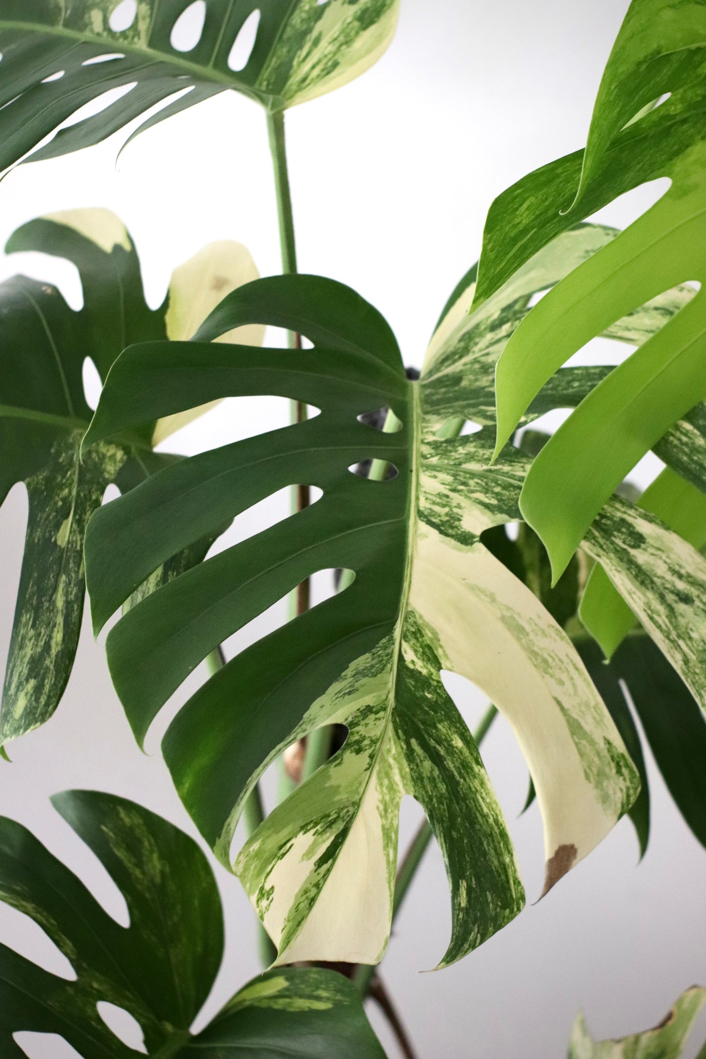 Mature Monstera Aurea Tricolor in Modern Marble-Inspired Tapered Cylindrical Ceramic Planter