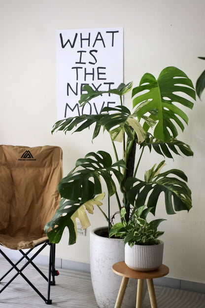 Mature Monstera Aurea Tricolor in Modern Marble-Inspired Tapered Cylindrical Ceramic Planter