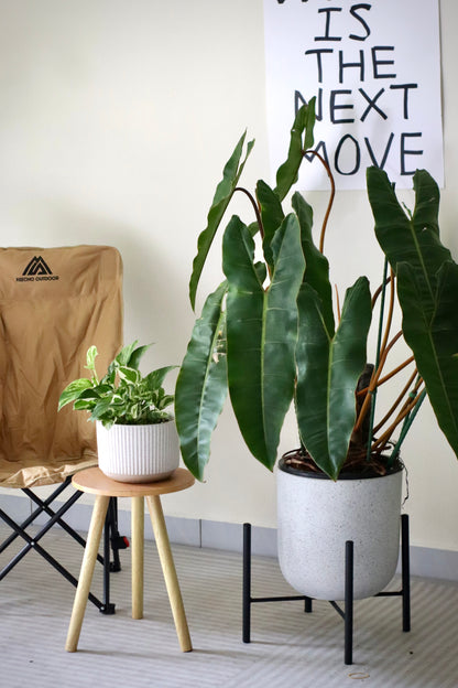 Philodendron Billietiae (XL) in Rounded Modern Terrazo Style Planter with Black Metal Stand