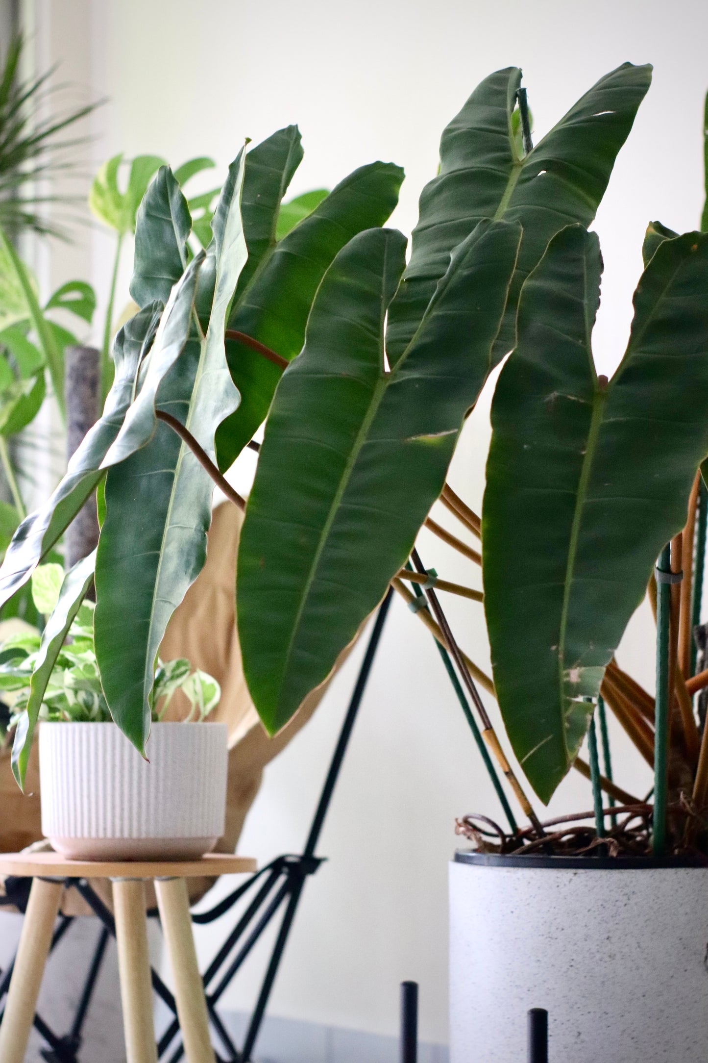 Philodendron Billietiae (XL) in Rounded Modern Terrazo Style Planter with Black Metal Stand