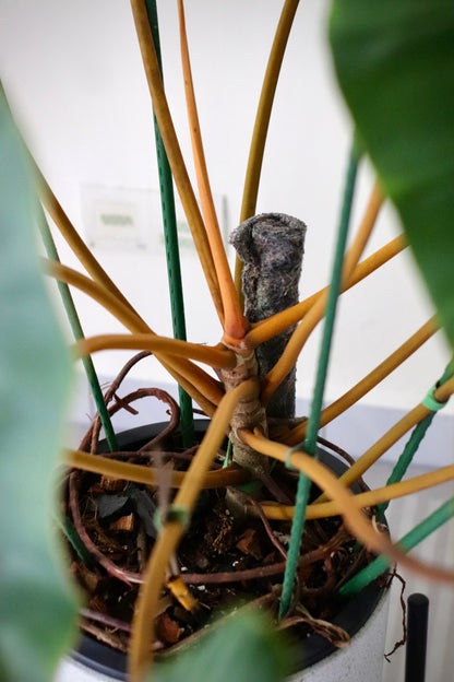 Philodendron Billietiae (XL) in Rounded Modern Terrazo Style Planter with Black Metal Stand