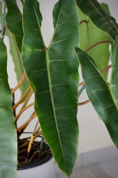 Philodendron Billietiae (XL) in Rounded Modern Terrazo Style Planter with Black Metal Stand