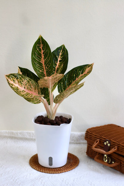 Aglaonema Golden Dragon (LECA)