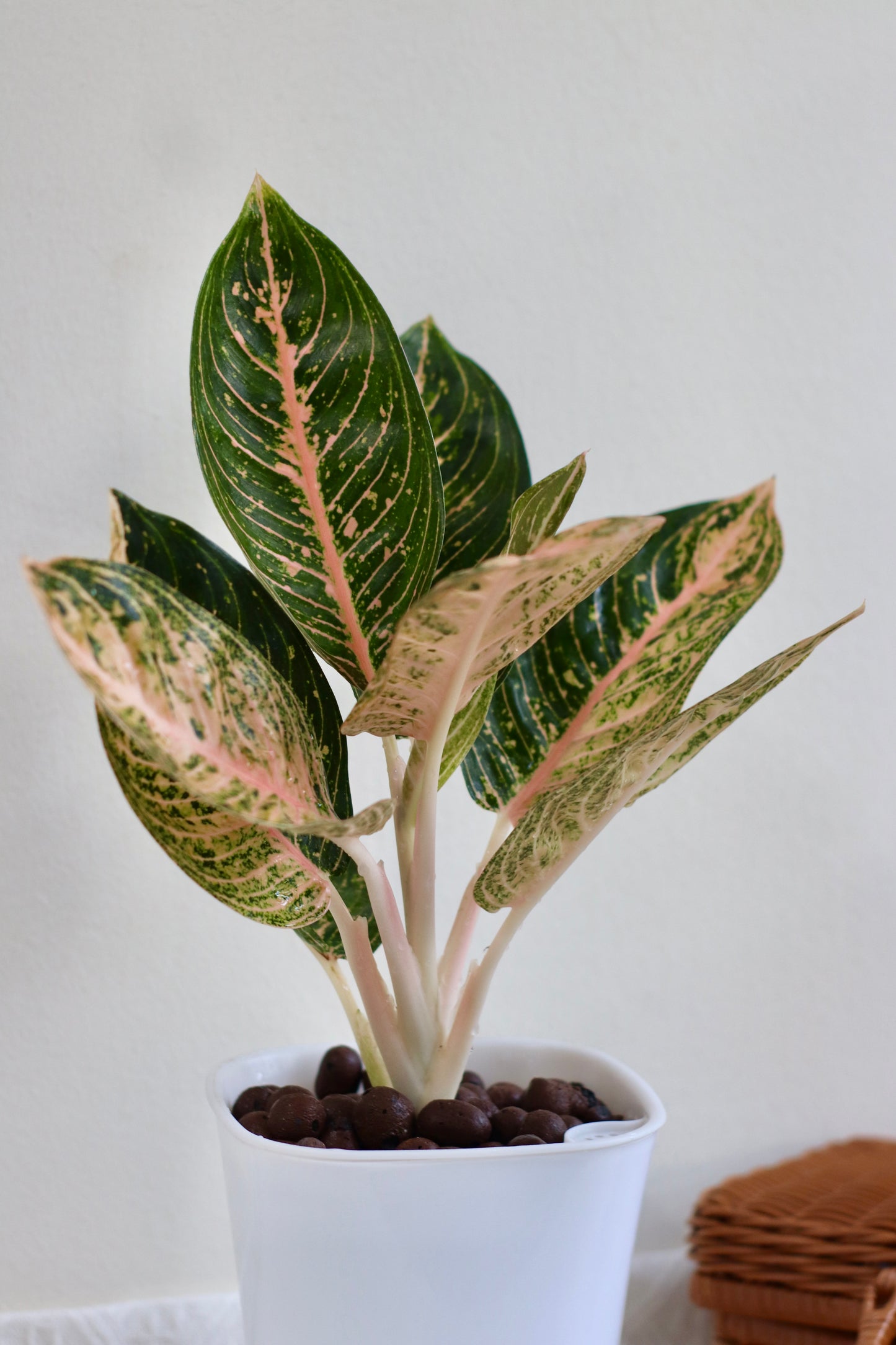Close up of potted self-watering with LECA aglaonema golden dragon plant with green and pink leaves on a white background
