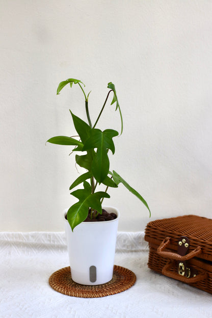 Philodendron Florida Beauty Green (LECA)