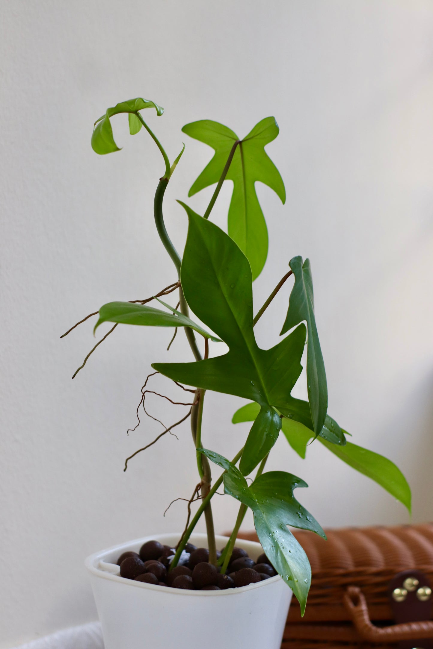 Philodendron Florida Beauty Green (LECA)