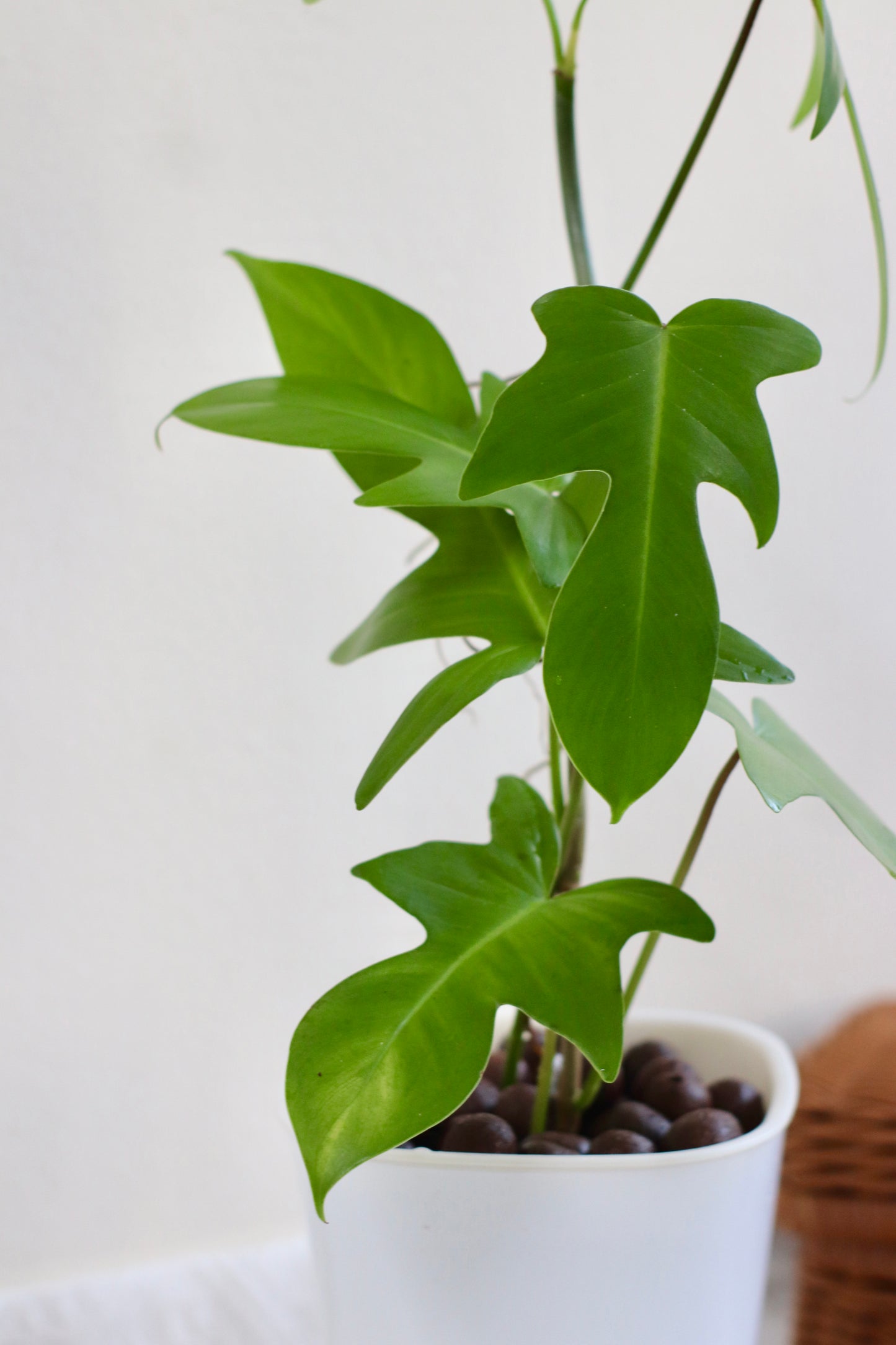 Philodendron Florida Beauty Green (LECA)