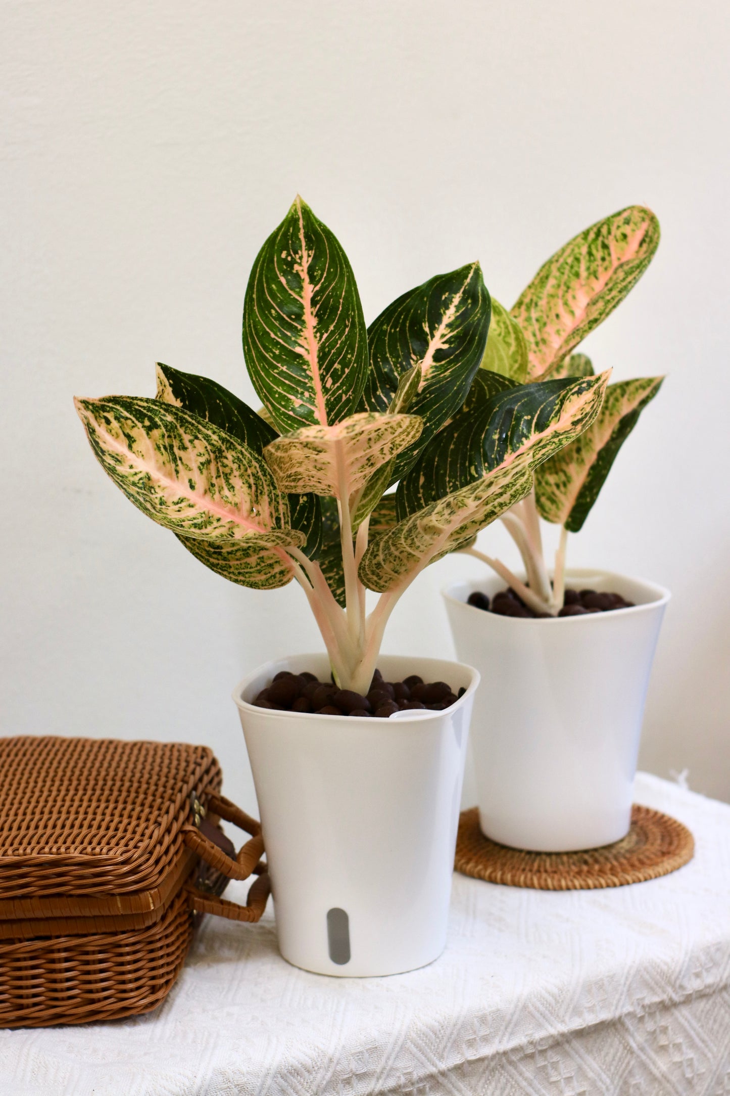 Two potted self-watering with LECA rare aglaonema golden dragon plants on a white surface with a woven basket and coaster.