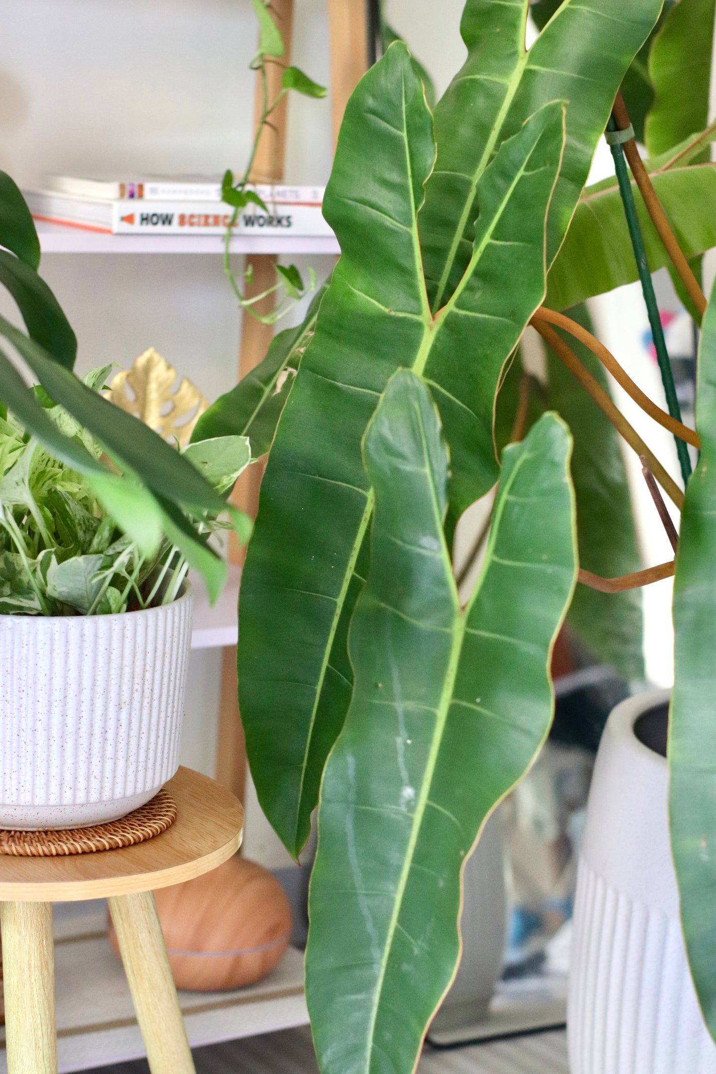 Philodendron Billietiae (Large) in Modern Sand Vertical Ceramic Planter