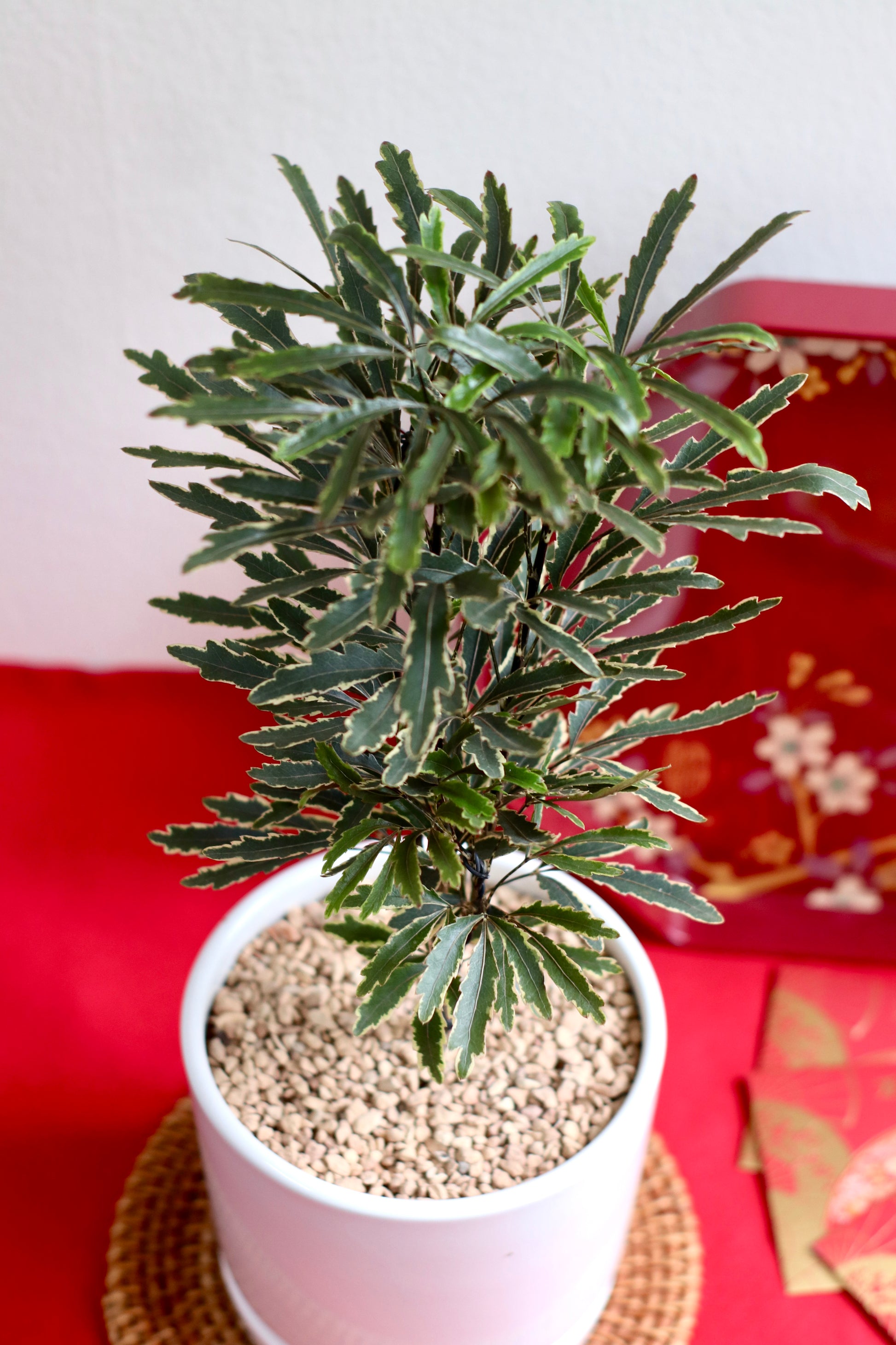 False Aralia styled with red envelopes and orange on red cloth for Chinese New Year — symbolizing longevity and prosperity.