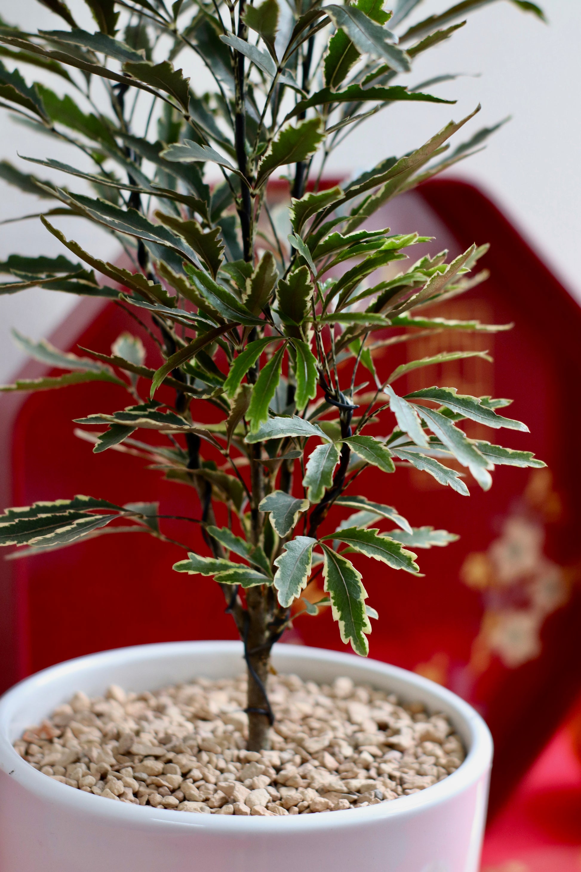  Close‑up of False Aralia leaf tips showing serrated texture and deep green color for plant identification.