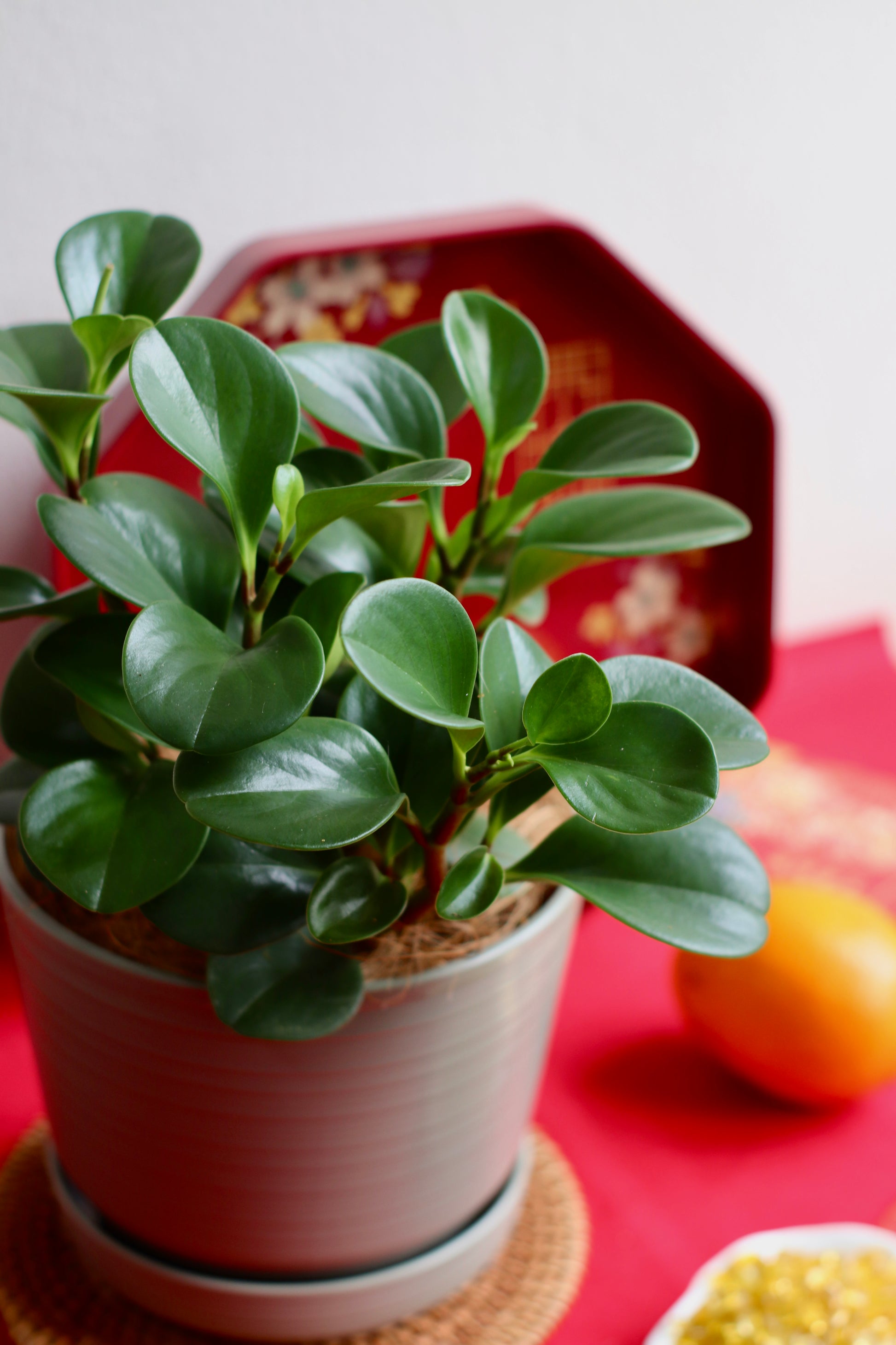 Peperomia Obtusifolia in olive green pot on red tray with festive accents for Chinese New Year, symbolizing prosperity and balance.