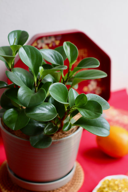 Peperomia Obtusifolia in olive green pot on red tray with festive accents for Chinese New Year, symbolizing prosperity and balance.