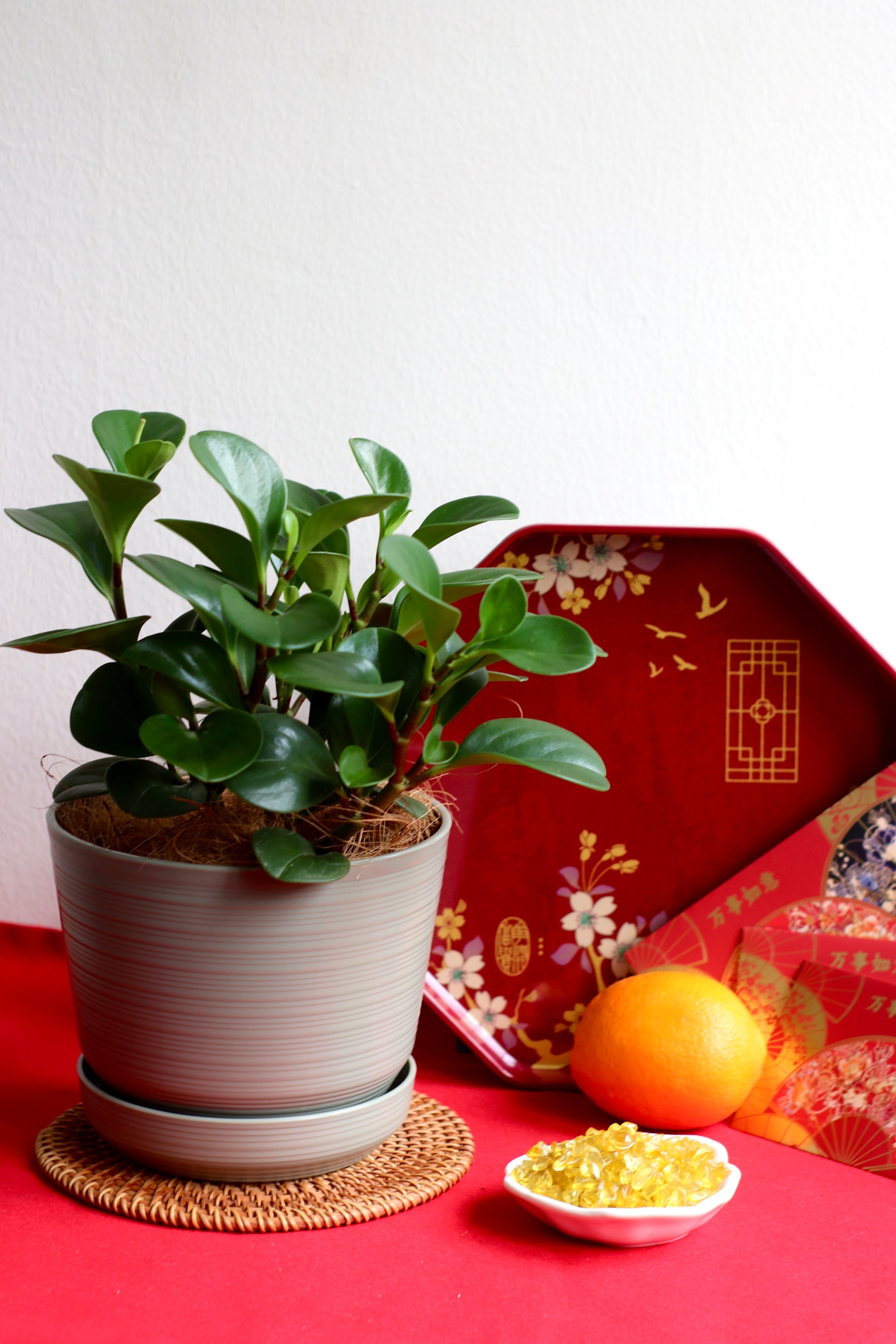 Peperomia Obtusifolia in olive green pot on red tray with festive accents for Chinese New Year, symbolizing prosperity and balance.