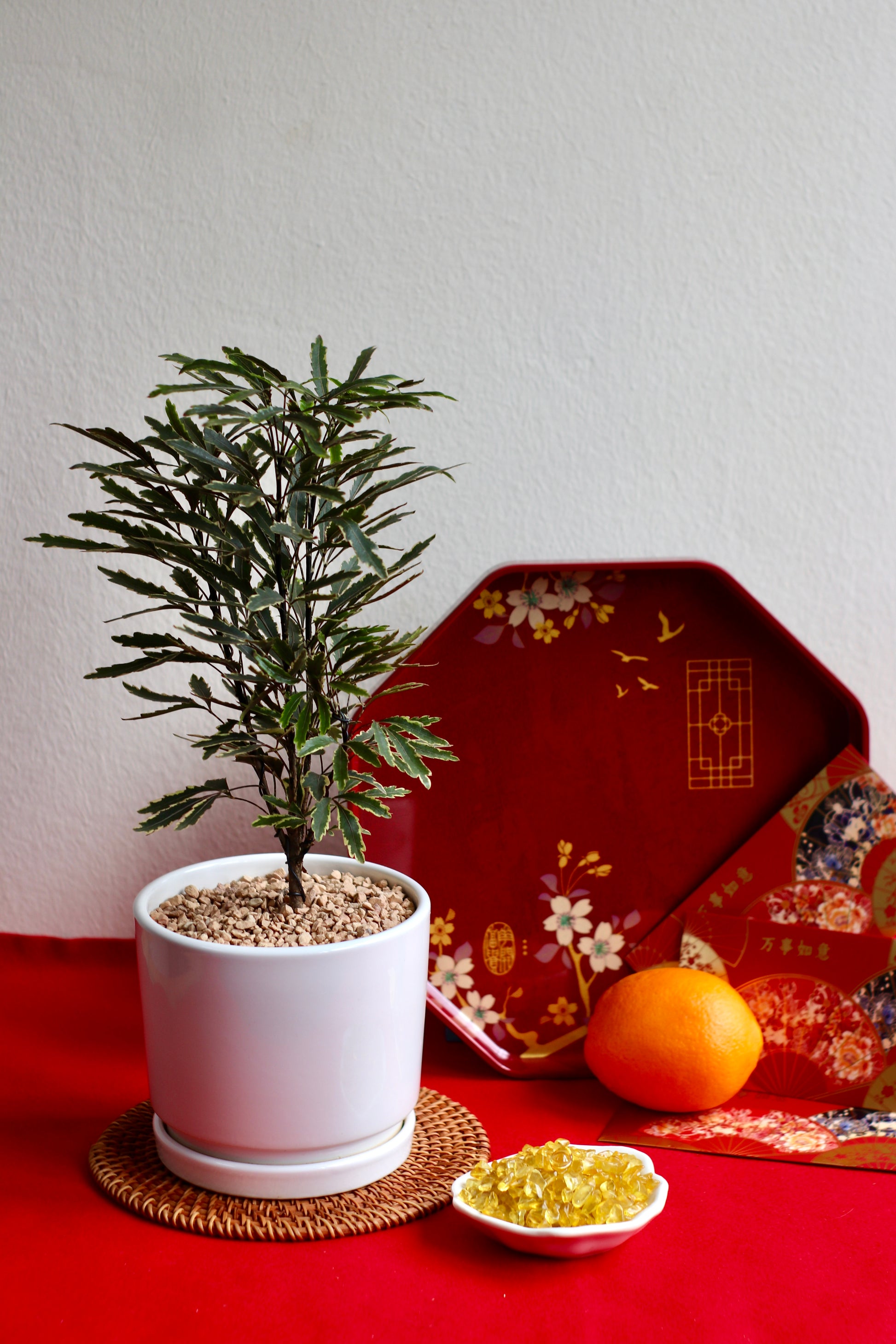 False Aralia (Plerandra elegantissima) in white pot showing full plant form with slender, serrated green leaves; ideal indoor feng shui plant.