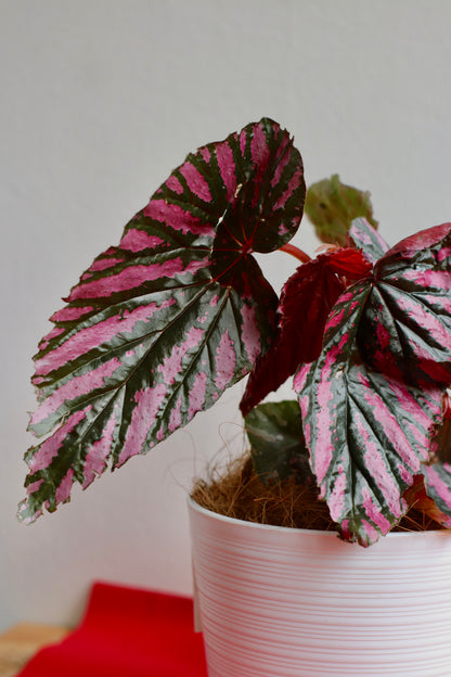 Rare Begonia Brevirimosa with metallic pink and purple leaves in a signature Kayuu Living pot. High-end exotic indoor plant for CNY prosperity and modern home styling in KL and Selangor.