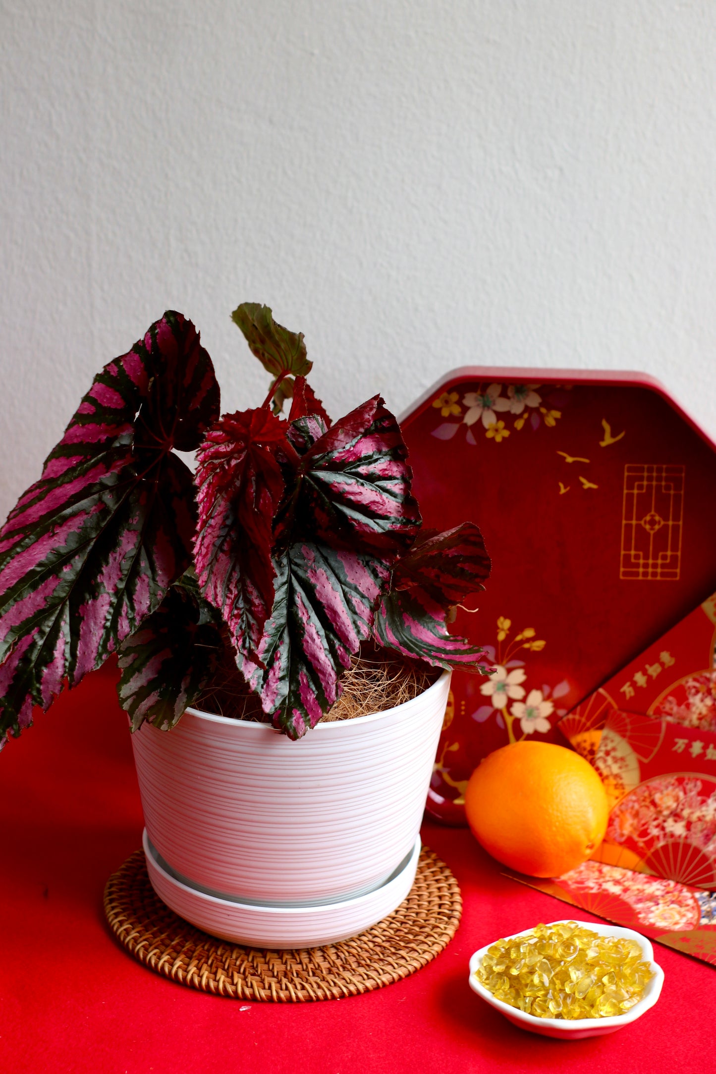 Rare Begonia Brevirimosa with metallic pink and purple leaves in a signature Kayuu Living pot. High-end exotic indoor plant for CNY prosperity and modern home styling in KL and Selangor.