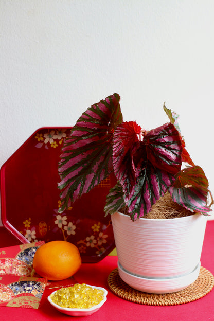 Begonia Brevirimosa in White Pot with Tray
