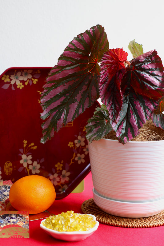 Rare Begonia Brevirimosa with metallic pink and purple leaves in a signature Kayuu Living pot. High-end exotic indoor plant for CNY prosperity and modern home styling in KL and Selangor.