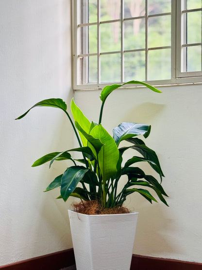 Bird of Paradise in Premium White RIbbed Pot in a living room with bright indirect light