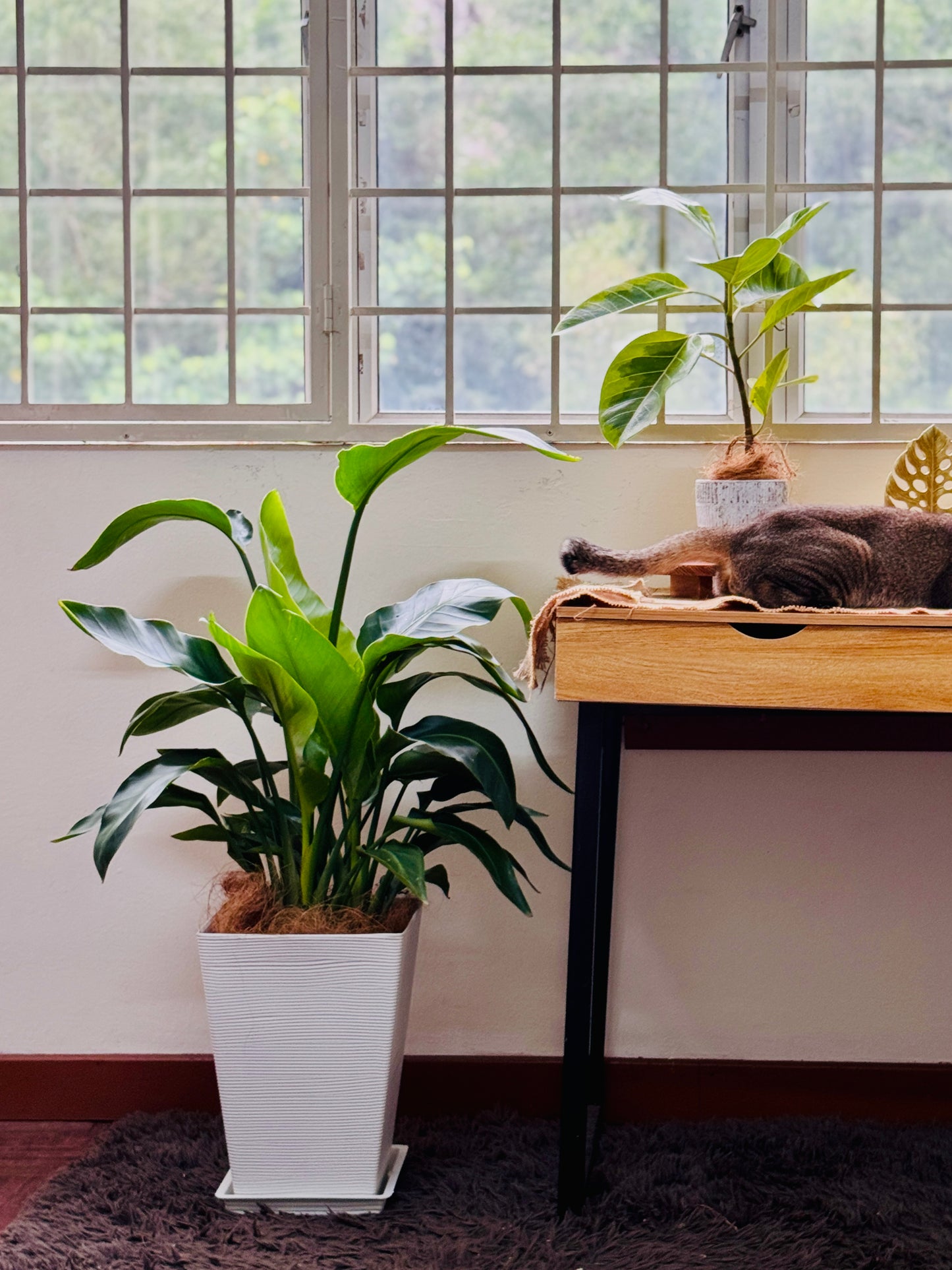 Potted Bird Of Paradise plant next to a desk with a cat in a room with large windows.