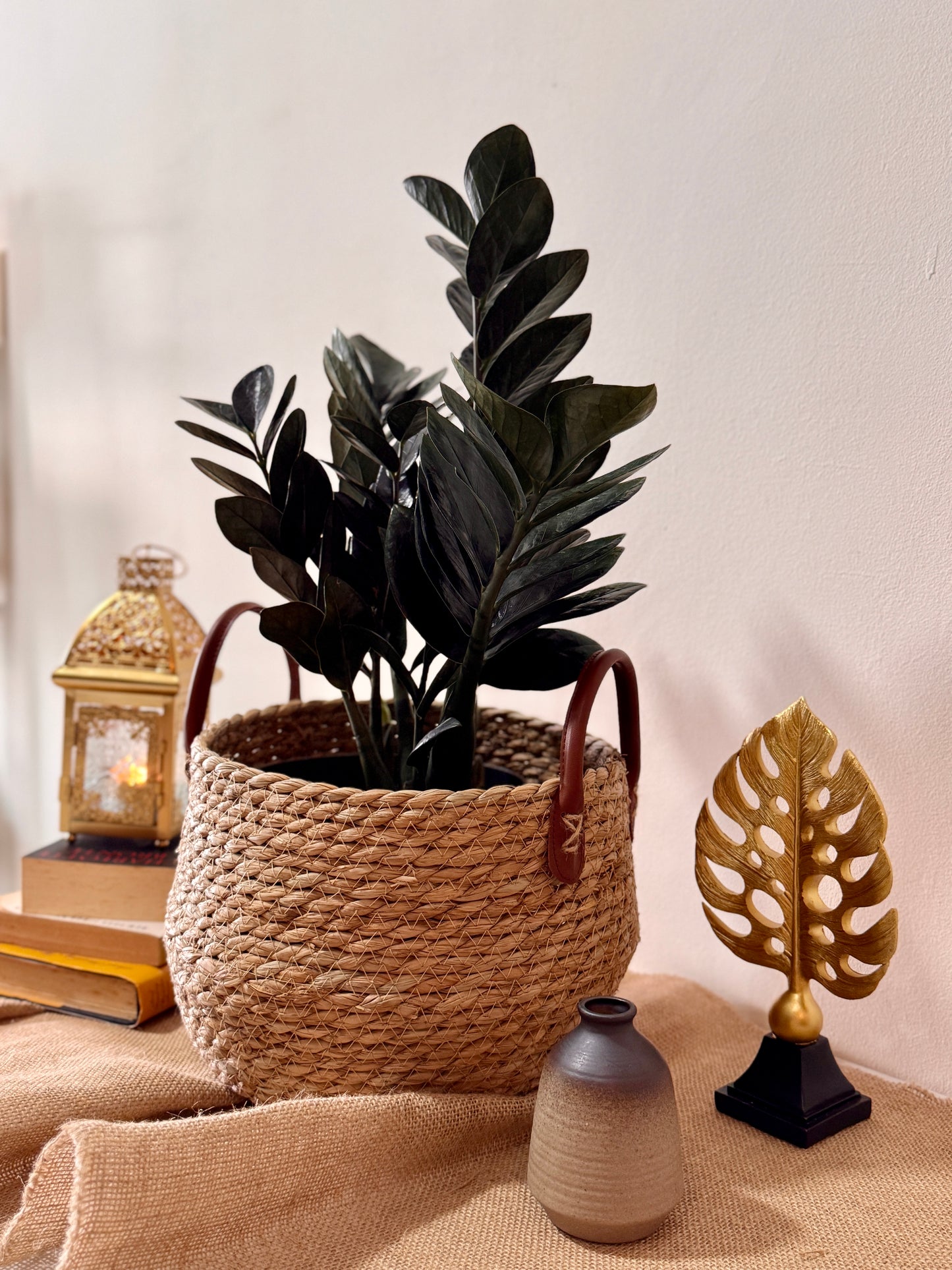 Raven ZZ plant with glossy black foliage styled in a natural woven seagrass basket with leather handles. A low-light indoor plant for luxury home decor in Malaysia.