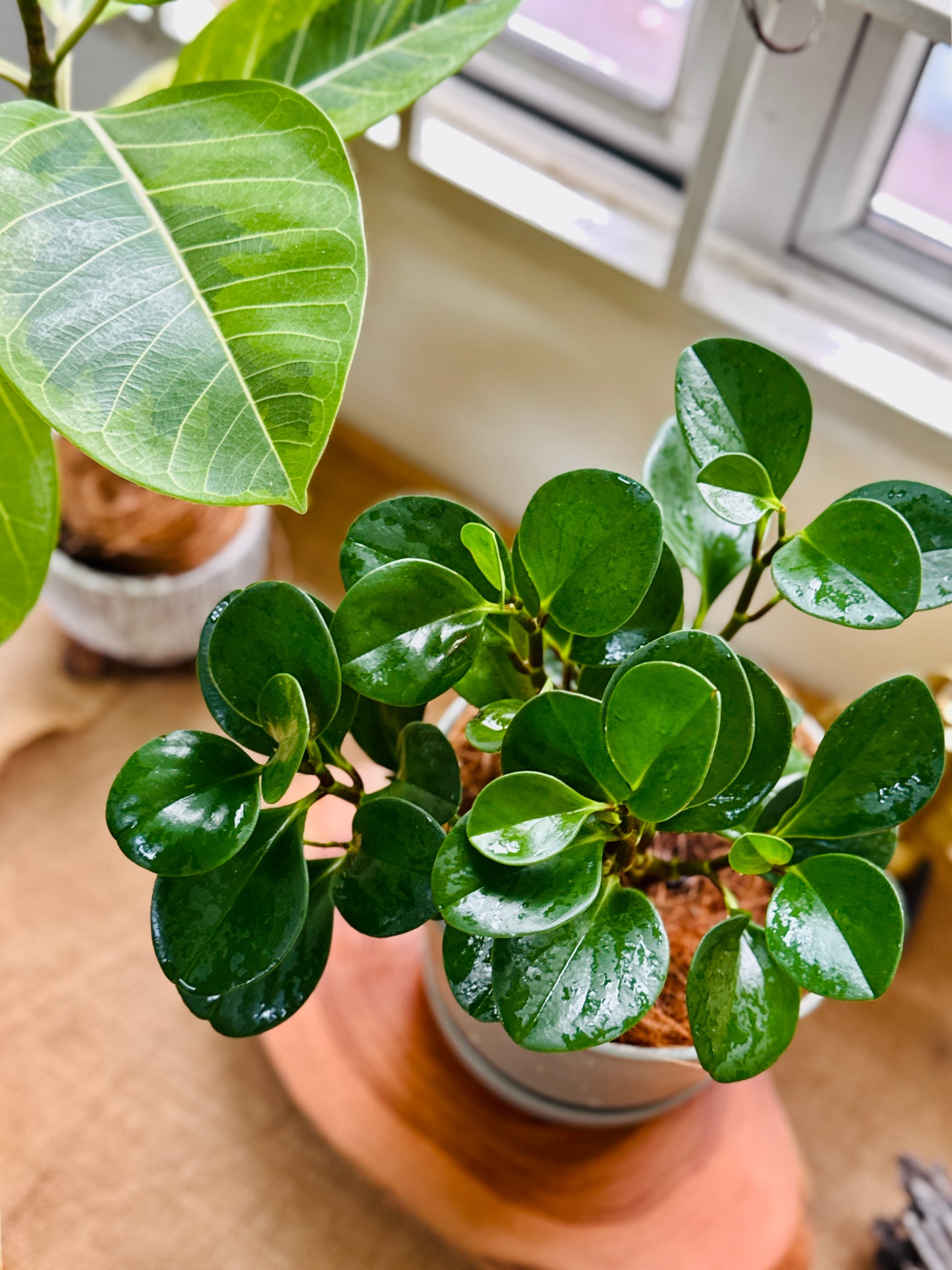 Potted peperomia plant with glossy green leaves on a wooden surface
