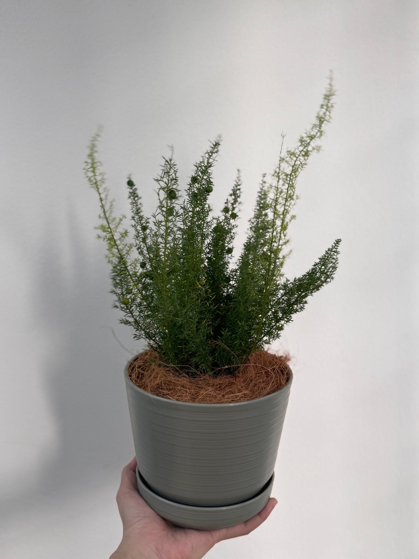 Asparagus Densiflorus (Norfolk Pine Fern) in Olive Green Pot with Tray
